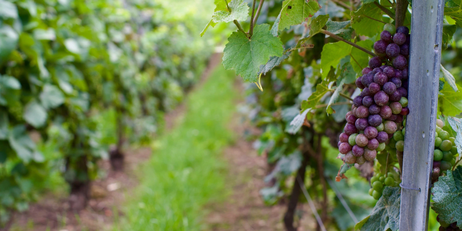 Évaluation de la Licence SEM (Sciences Enseignement Médiation)